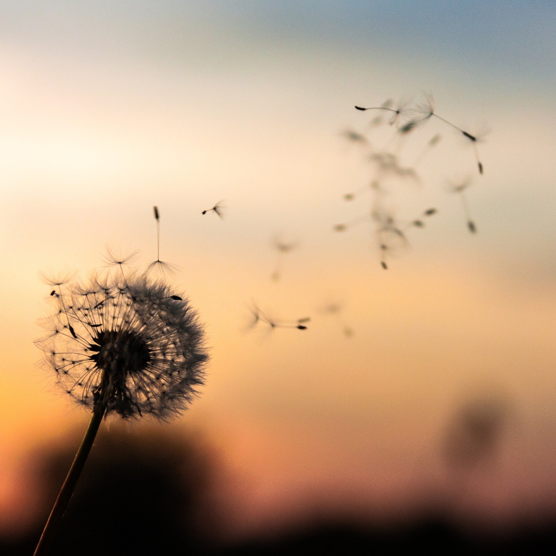 dandelion blown away in the wind