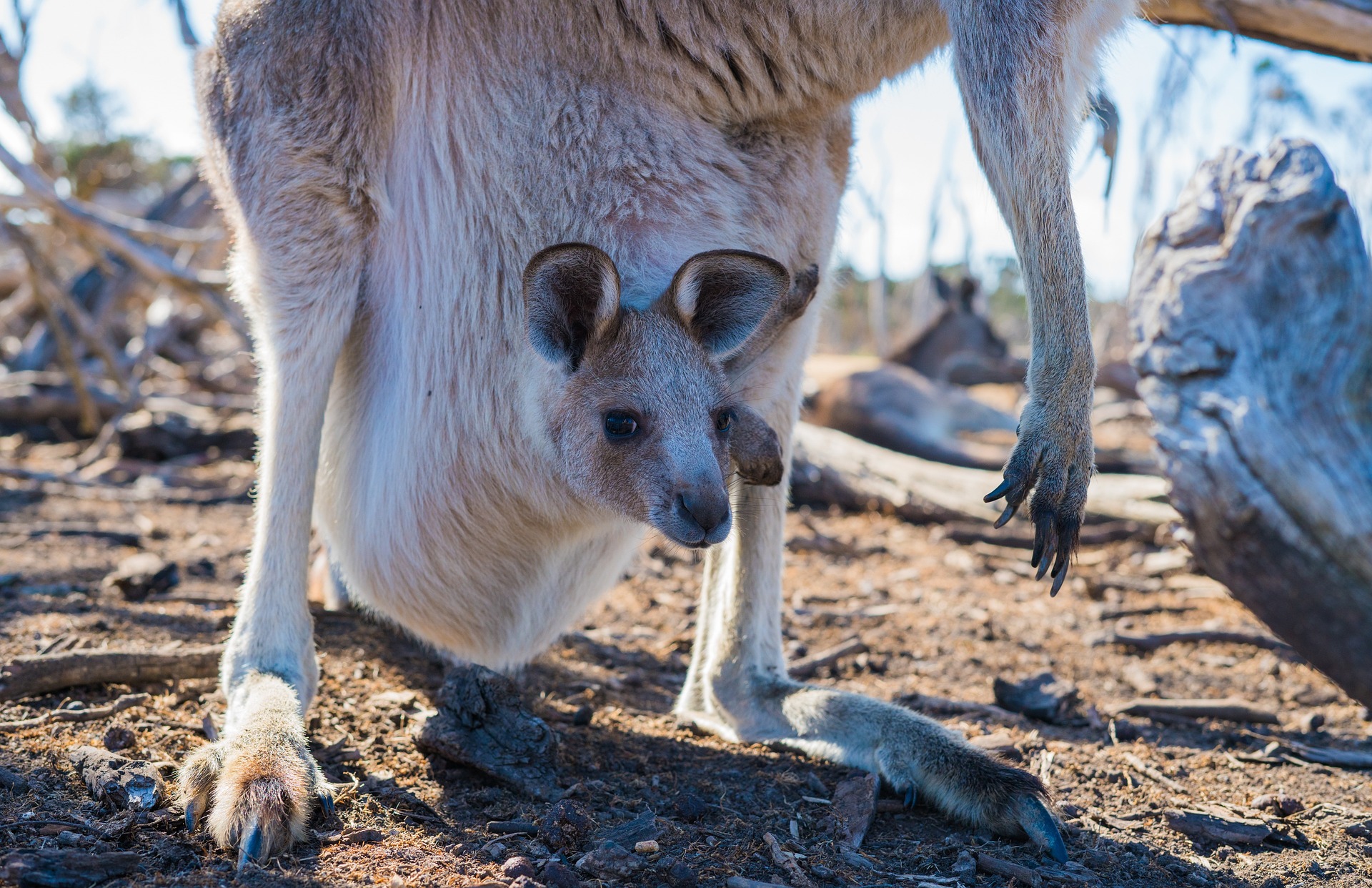 a baby kangaroo in it's mother's pouch